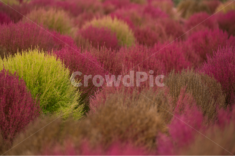 코키아,댑싸리,kochia,fall,autumn,가을식물,식물,나리공원,자연,식물,자연,plants,nature