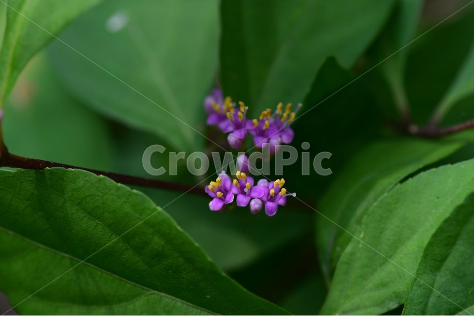 작살나무,야생화,생태,식물,자연,꽃,힐링,플라워,wildflower,flower,plants,nature,season,감성,느낌,emotion,feeling,목본,나무,식물,자연,plants,nature,꽃,flower