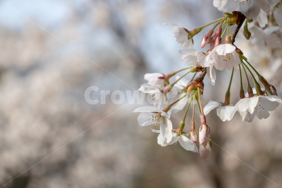식물,flower,꽃,blossom,plant,나무,tree