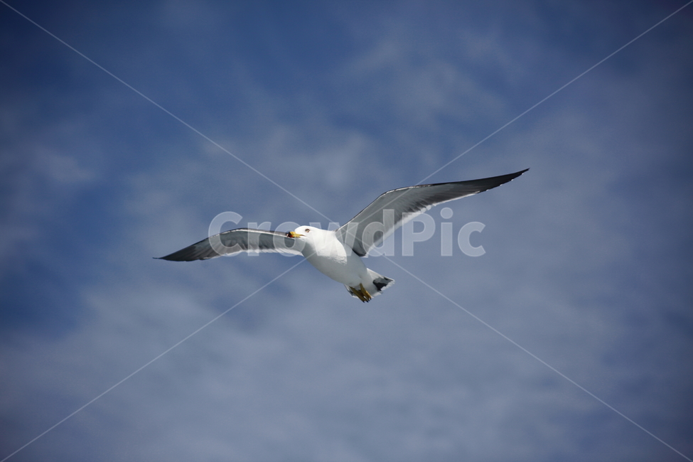 갈매기,바다새,대형조류,commongull,mewgull,laruscrassirostris,괭이갈매기,동물,animal,조류,새,birds