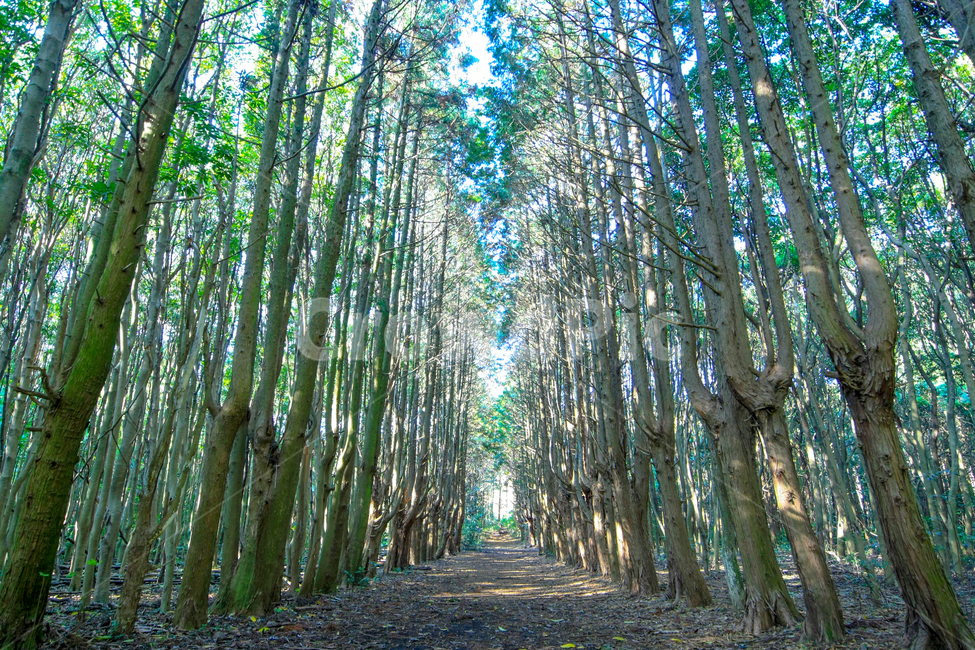 제주도,숲,나무,방풍림,하늘,자연,풍경,nature,landscape,제주도,jeju,jeju island,plant,식물