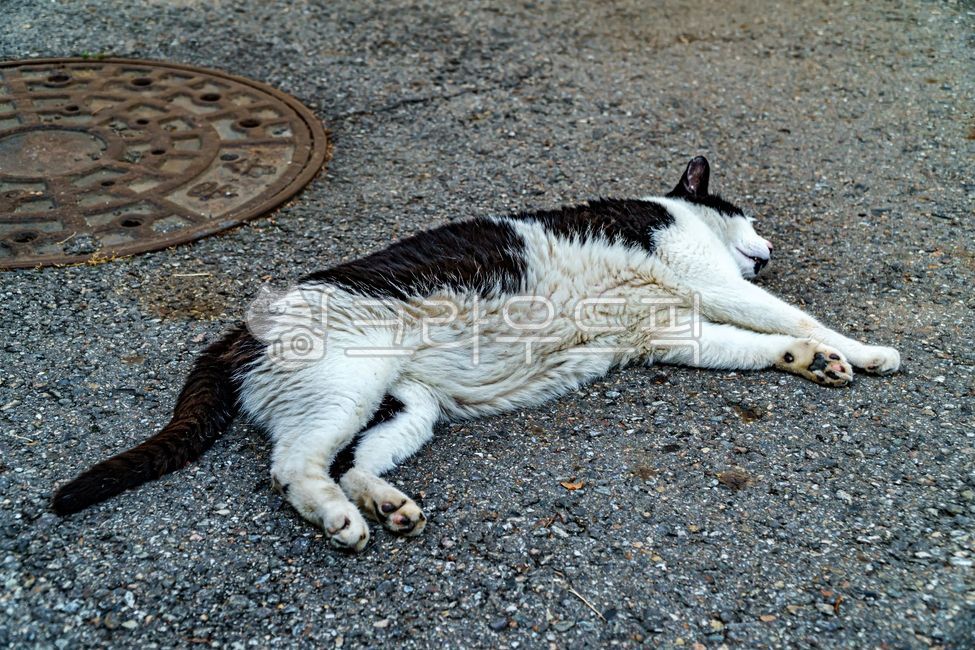 sleep,doze off,stray cat,mammal,cat,snooze,straycat,nap,Korean shorthair,Korean short hair,nature,slumber,alleycat,asphalt,mammals,animal,shorthair