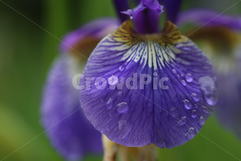 꽃,자연,붓꽃,제비붓꽃,초록,보라,flower,nature,aflag,green,purple,빗방울,raindrop,식물,자연,plants,nature,꽃,flower