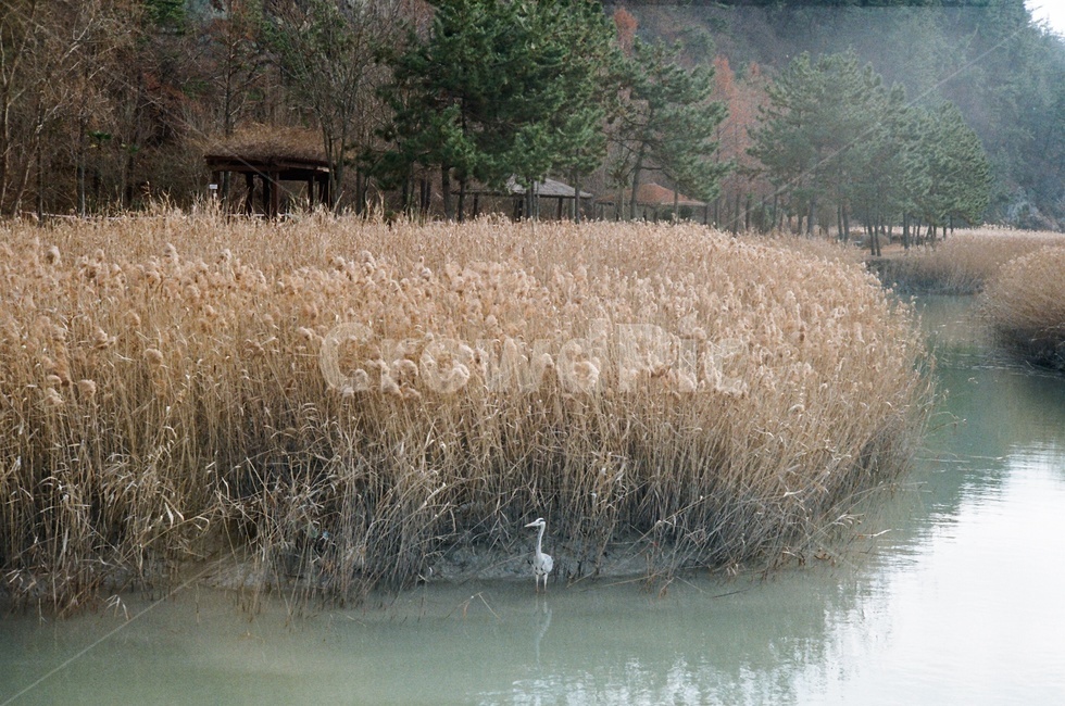 갈대,새,강,감성,필름카메라,순천,가을,계절,fall,autumn,season,자연,풍경,nature,landscape,한국자연풍경,한국자연경관,korea nature landscape,plant,식물,grass,잔디,lawn