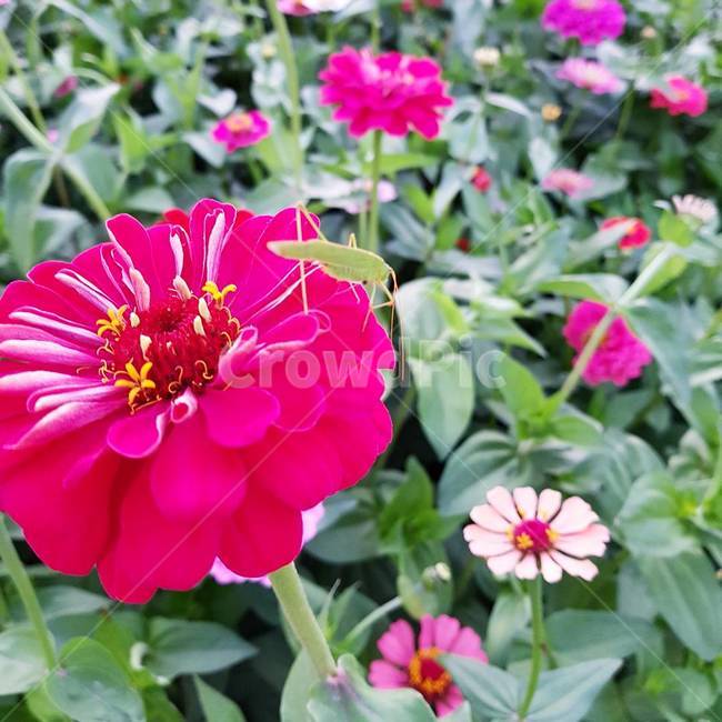 꽃,식물,분홍색꽃,꽃밭,봄,식물,자연,plants,nature,꽃,flower