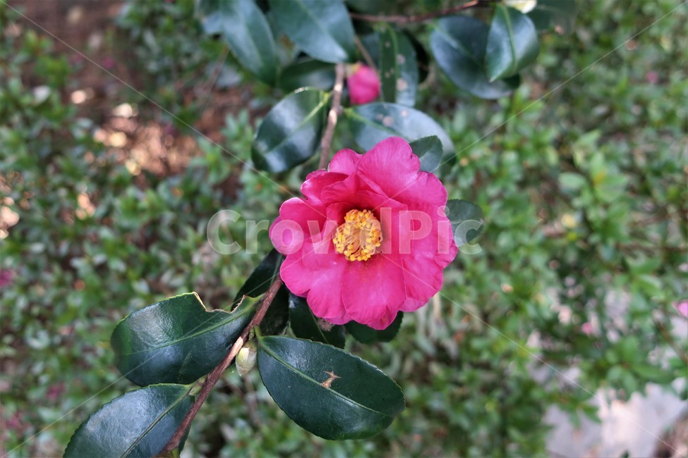 동백섬,동백,동백꽃,동백나무,식물,겨울,꽃송이,빨강,식물,자연,plants,nature,꽃,flower