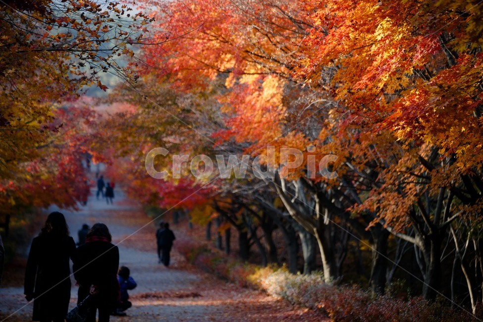 단풍,가을,나무,붉은,단풍길,가을,계절,fall,autumn,season,tree,plant,식물,maple,leaf,잎