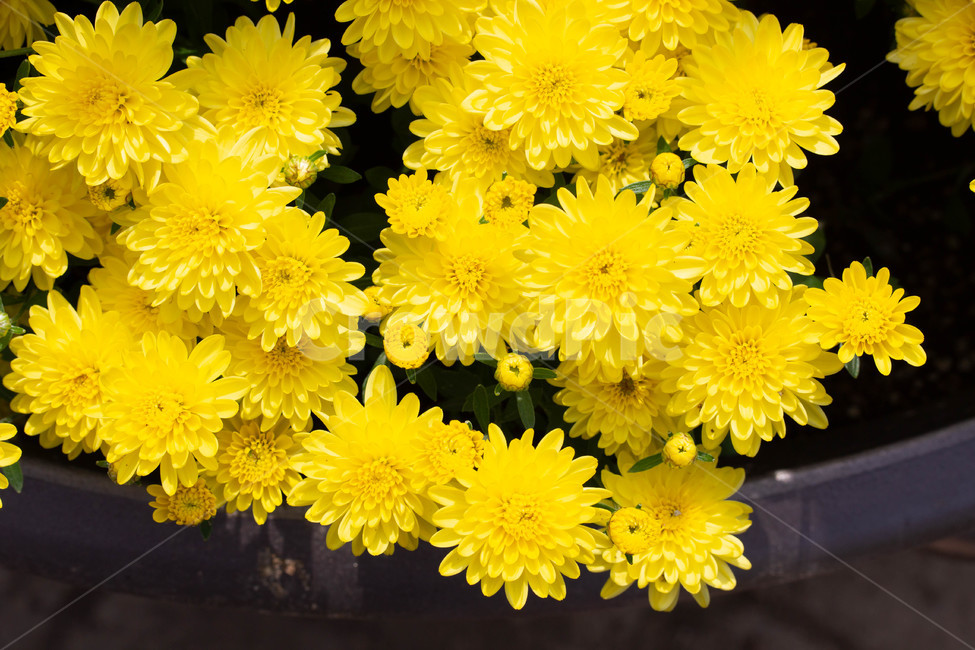 가을꽃,계절,화분,blossom,국화,plant,식물,flower,꽃,식물,자연,plants,nature,꽃,flower