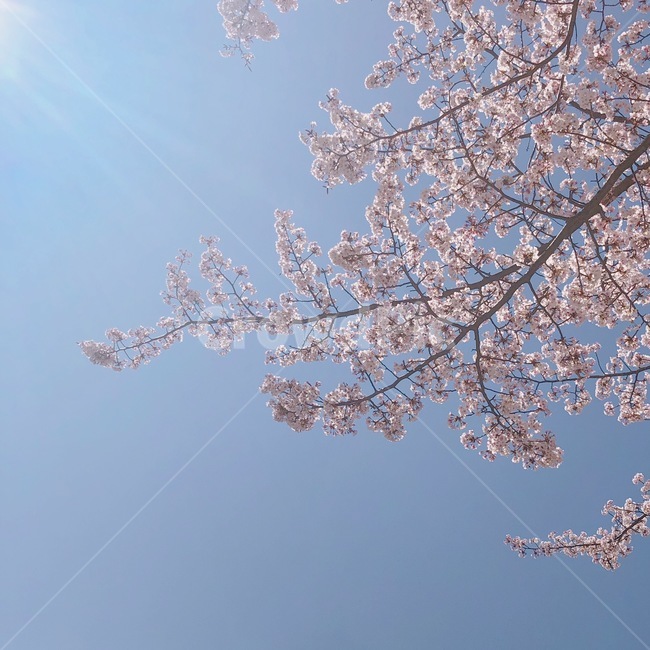 봄,벚꽃,핑크,경치,감성사진,봄,계절,spring,season,자연,풍경,nature,landscape,chandelier,샹들리에,lamp,램프,plant,식물