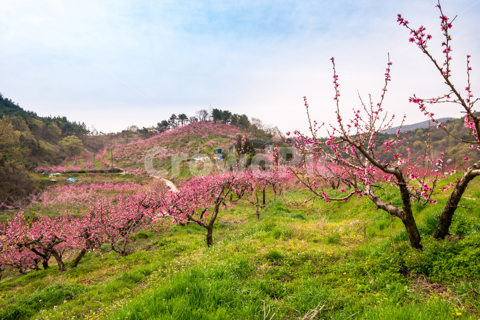 복사꽃,봄,반곡지,꽃,아름다움,분홍색,과수원,경산,봄,계절,spring,season,자연,풍경,nature,landscape,plant,식물