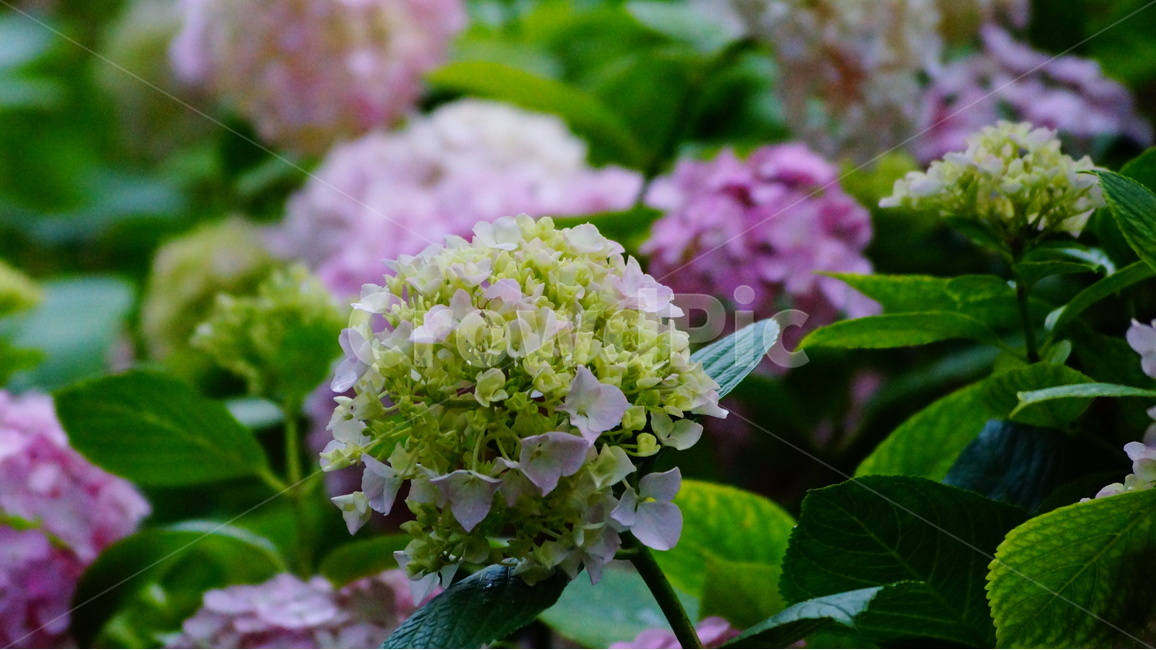 수국,산수국,꽃,꽃사진,태종대,식물,식물,자연,plants,nature,꽃,flower