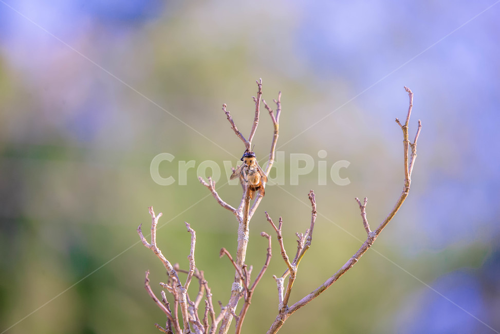 벌,짝짓기,나무가지,봄,honeybee
