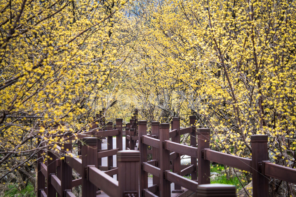 산수유,산수유꽃,봄꽃,꽃,flower,blossom,자연,nature,시골,길,load,산책길
