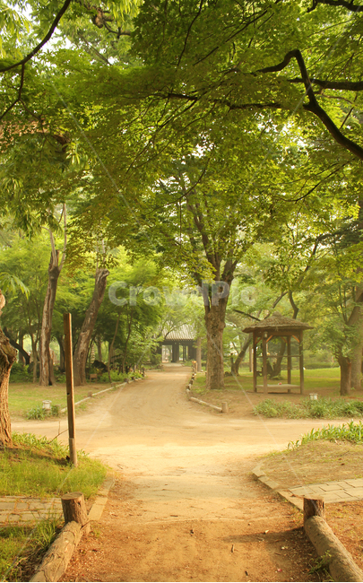 남이섬,나미나라,숲,나무,자연,녹색,그린,초록색,식물,한국,대한민국,춘천,나뭇가지,울타리,원두막,입구,도로,산책길,산책로,오솔길,흙길,길,흙바닥