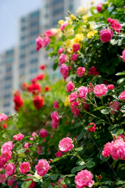 장미,장미꽃,꽃사진,rose,flower,flowerpic,rosepic,빨강,노랑,핑크,pink,red,yellow,친환경,친환경도시,식물,자연,plants,nature,꽃,flower