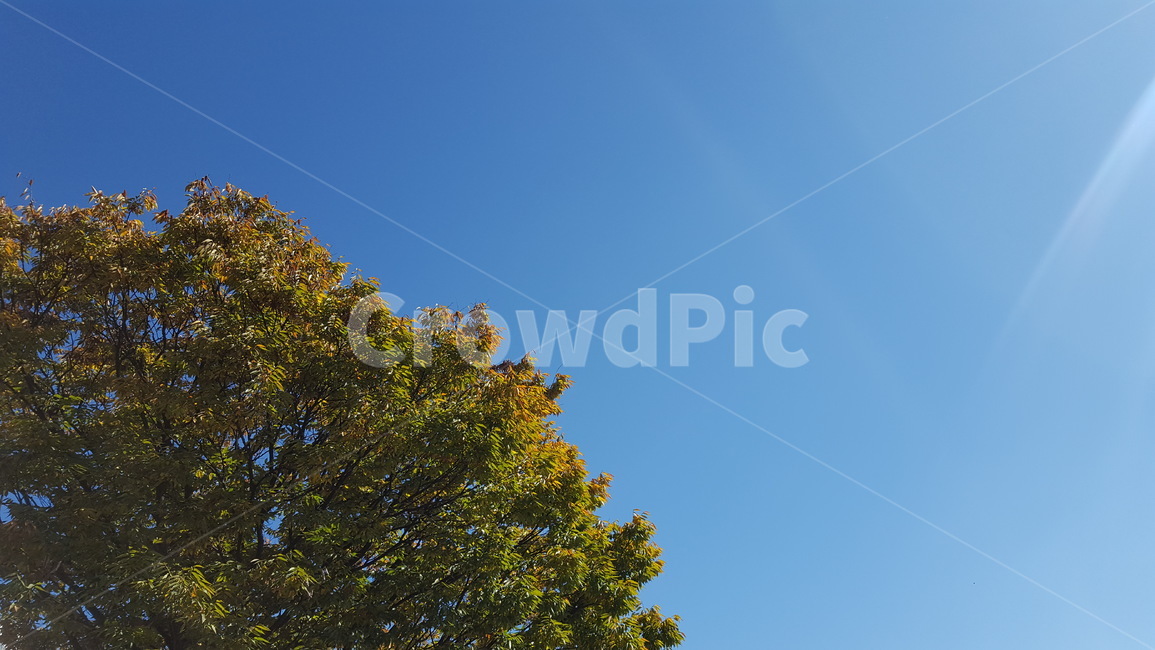 나무,가을,하늘,푸른,배경,자연,풍경,nature,landscape,tree,plant,식물