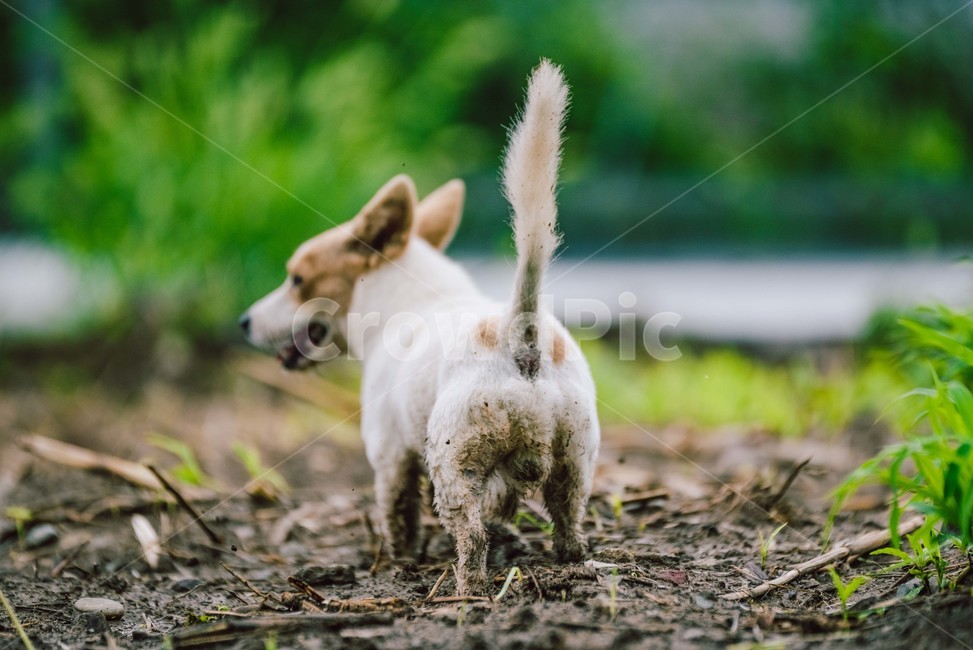 개,강아지,유기견,동물,dog,진흙,진흙탕,자연,귀여움,시골,동물,animal,포유류,mammal,개,강아지,dog,doggy