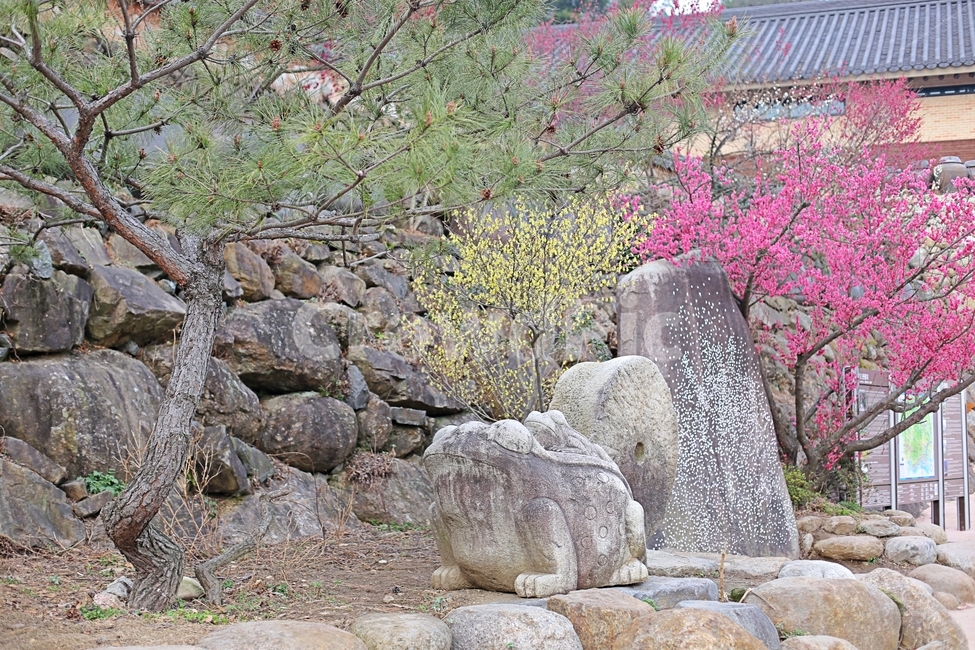 매화마을,매화꽃,매화축제,매화,꽃,flower,봄,계절,spring,season,자연,풍경,nature,landscape,rubble,파편