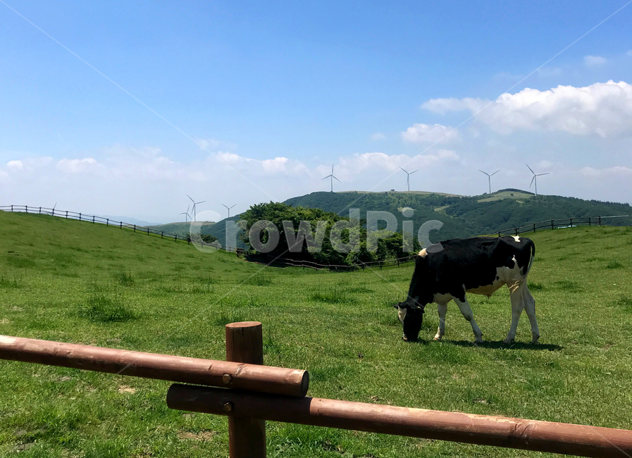 목장,젖소,울타리,초원,풀,하늘,구름,자연,동물,얼룩소,목축업,목장,livestock farming,ranching,pasture
