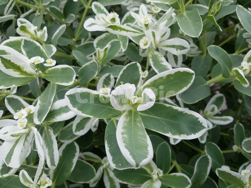 plant,식물,leaf,잎,자연,식물,자연,plants,nature