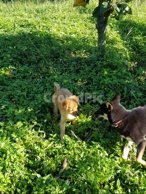 시골강아지들,놀이,형제,dogs,산책,휴식,반려동물,가족,막둥이,동물,animal,포유류,mammal,개,강아지,dog,doggy