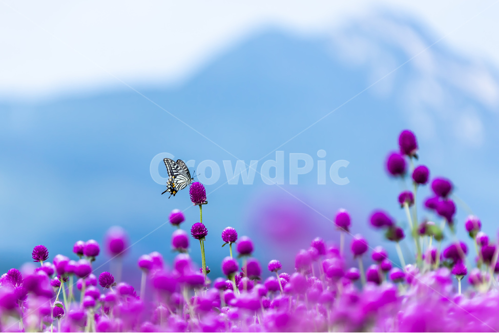 식물,자연,꽃,천일홍,나비,호랑나비,식물,자연,plants,nature,꽃,flower,동물,animal,곤충,벌레,insect,bug