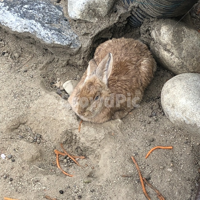brown rabbit,pet rabbit,rabbit,wild rabbit,Zoo,brown,carrot