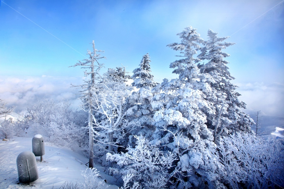 tree,나무,plant,식물,nature,자연,outdoors,옥외,ice,빙,snow,눈,mountain,산,mountainrange,산맥,상고대,무주,덕유산,덕유산설경,설경,설천봉,향적봉,중봉,덕유산국립공원,운해