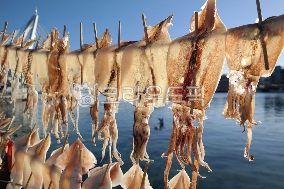 바람,오징어,마른오징어,반건조오징어,건조,어업,건어물,수산물,해풍,해산물,해물,바다,어촌,날씨,음식,식재료,건오징어,squid,driedsquid
