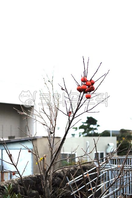 나무,열매,홍시,감,돌담,식물,plant,나무가지,감나무,감홍시,과일,앙상한