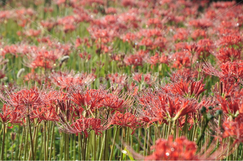 영광,불갑사,꽃무릇,상사화,축제,단청,식물,자연,plants,nature,꽃,flower