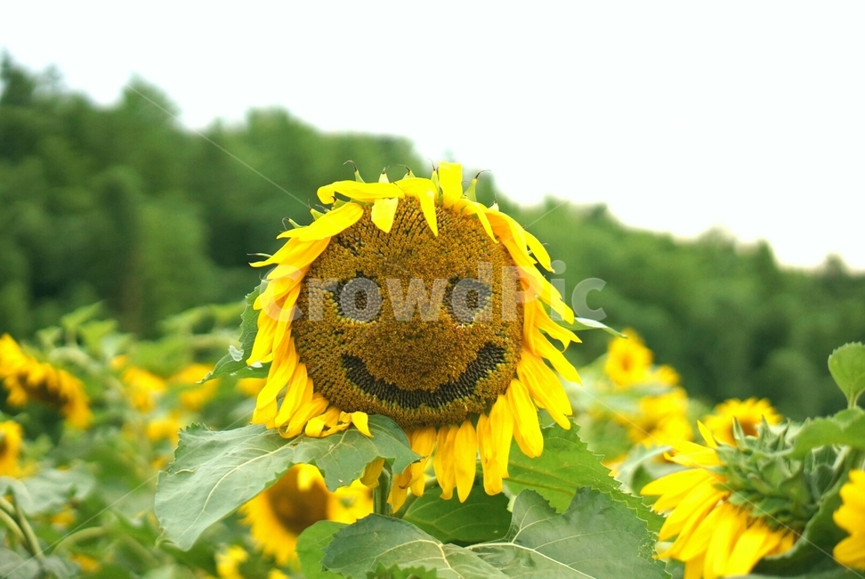 스마일,미소,해바라기,얼굴,plant,식물,flower,blossom,꽃,sunflower,식물,자연,plants,nature,꽃,flower