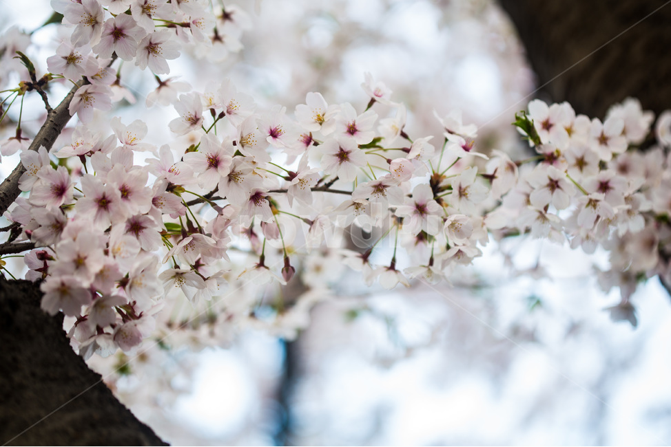 spring,cherryblossoms,pink,warm,벚꽃,분홍색,핑크색,봄,따듯함,plant,식물,flower,꽃
