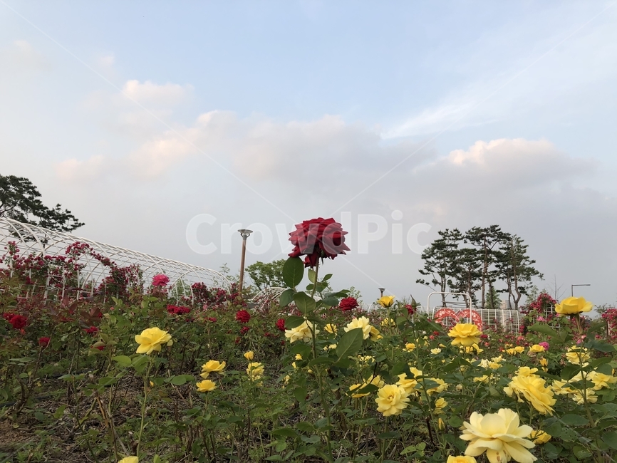 꽃,장미,풍경,공원,빨간꽃,노란꽃,flower,flowers,rose,park,redflower,yellowflower