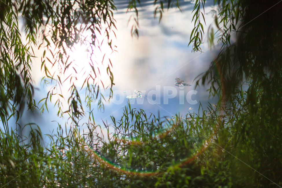 무지개,호수,빛,햇빛,환경,식물,공원,숲,일산호수공원,자연,풍경,nature,landscape,감성,sensible,feeling,tree,나무,plant