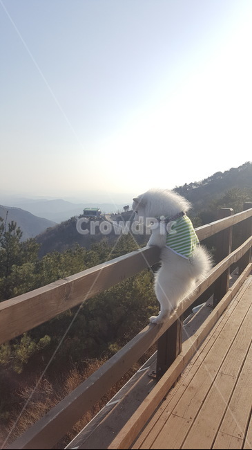 등산,강아지,산,뒷모습,애완동물