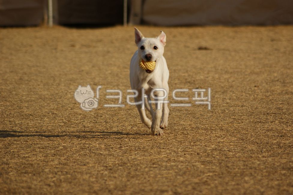 Sigorzab species,play,green,work out,activity,sports,joke,outdoor,White,puppy,joy,grass,animal,dog,pet dog,toy,energy