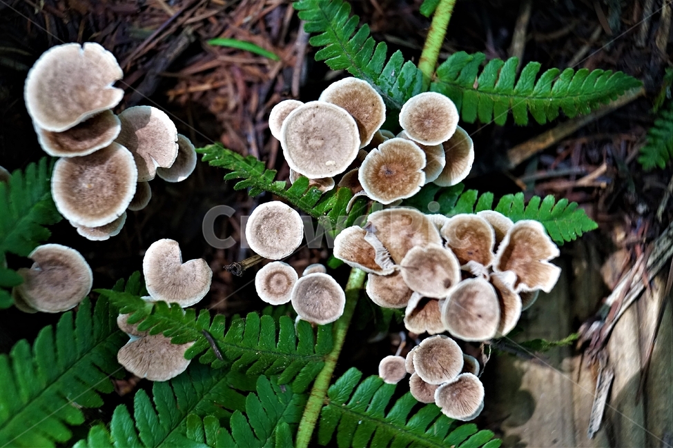 자연,버섯,nature,mashroom,우산,버섯,mushroom