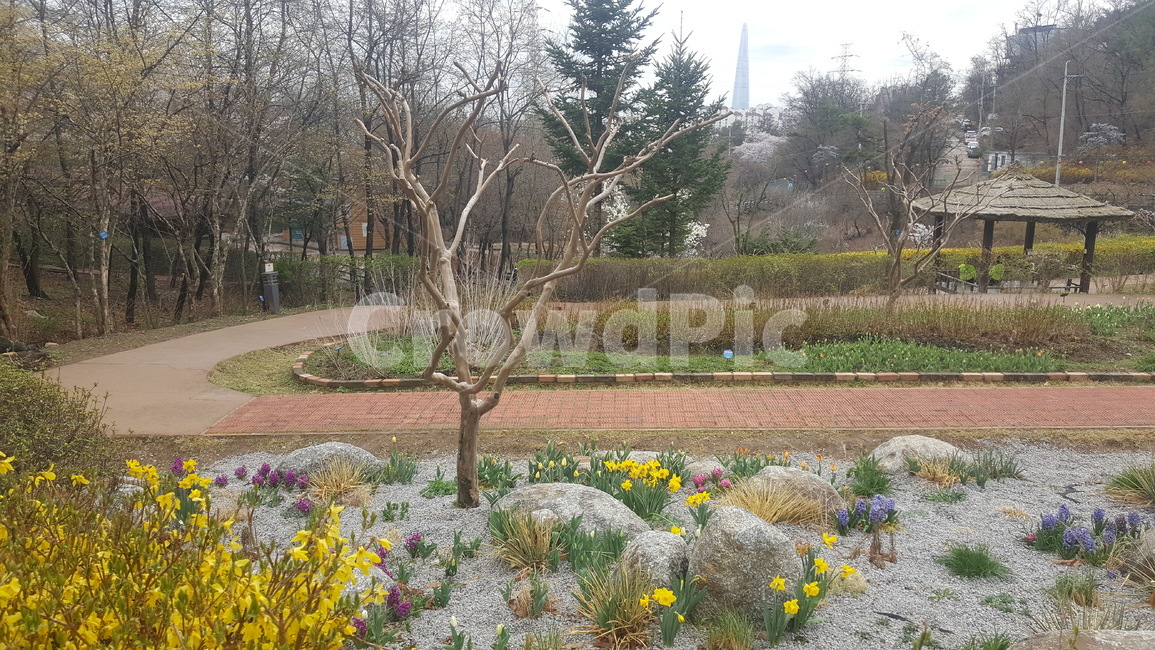공원,아차산,자연,오묘한,꽃,나무,nature,season,koreanlandscape,봄,봄풍경