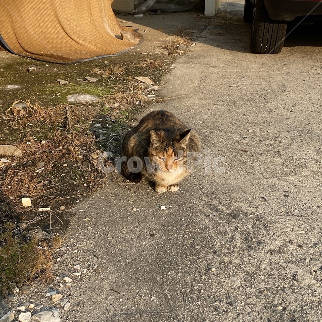 고양이,길고양이,길냥이,떠돌이,외로운,애완동물,동물,cat,animal,street,streetanimal