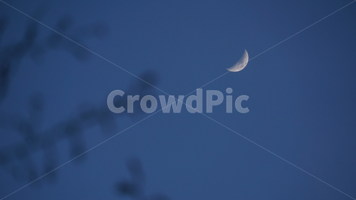 하늘,달,밤,감성,새벽,꽃,sky,landscape,flower,night,moon,nature