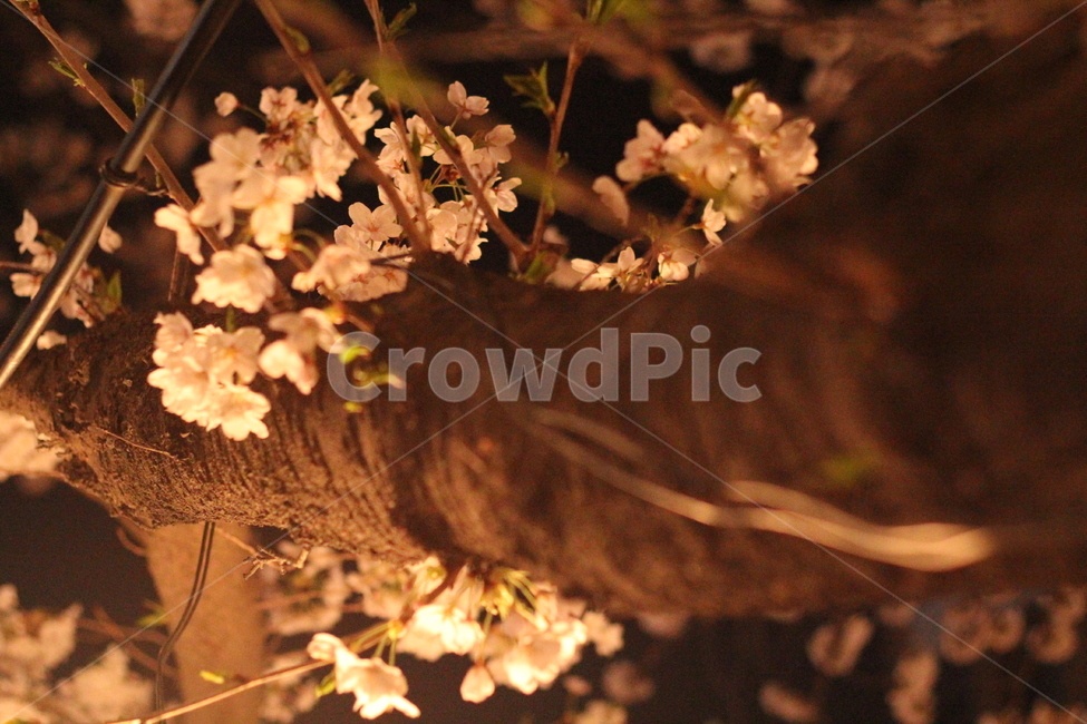 벚꽃,벚꽃축제,봄,밤,spring,봄,계절,spring,season,야경,밤,풍경,nightscape,night,landscape,plant,식물