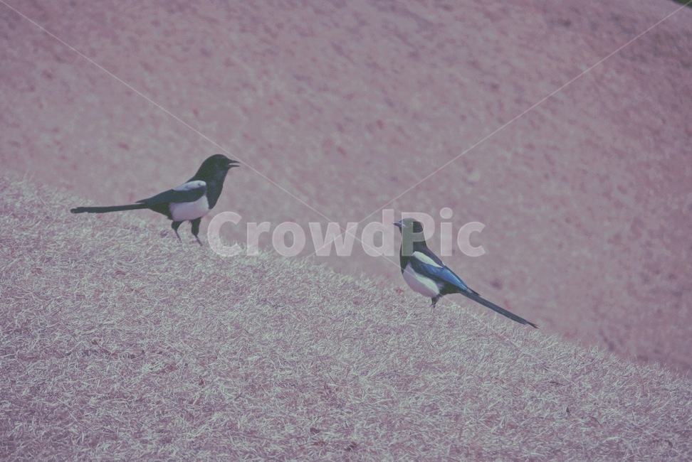 animal,동물,bird,새,까치
