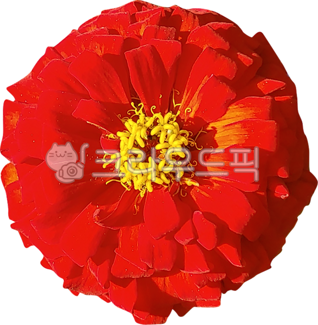 poppy,flower buds,multiple layers,in full bloom,yellow,petals,red,opium,bloom,leaves,layers,redflower,pistil,blossom,nature,nukki,leaf,flower,red flower,no background,rose petals,redrose,plant,stamen