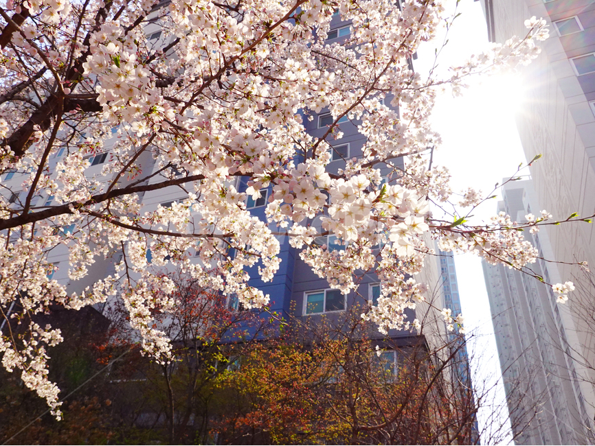 벚꽃,봄,사쿠라,분홍,계절,꽃노리,꽃놀이,blossom,꽃,flower,plant