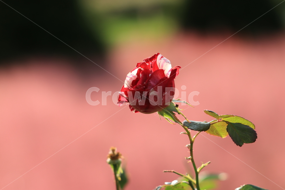 꽃,야생화,flower,wildflower,장미,rose,식물,자연,plants,nature,꽃,flower