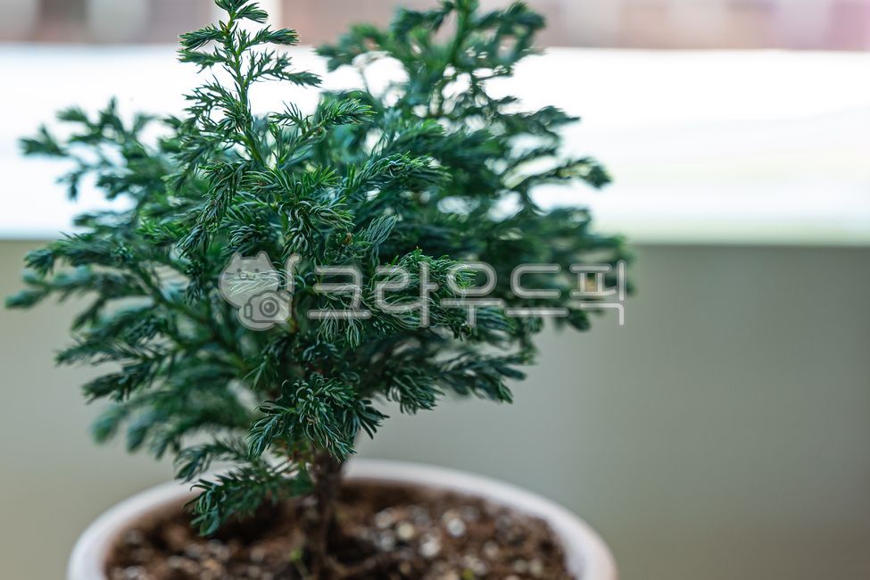 ornament,plant,christmas tree,tree,christmastree,decoration