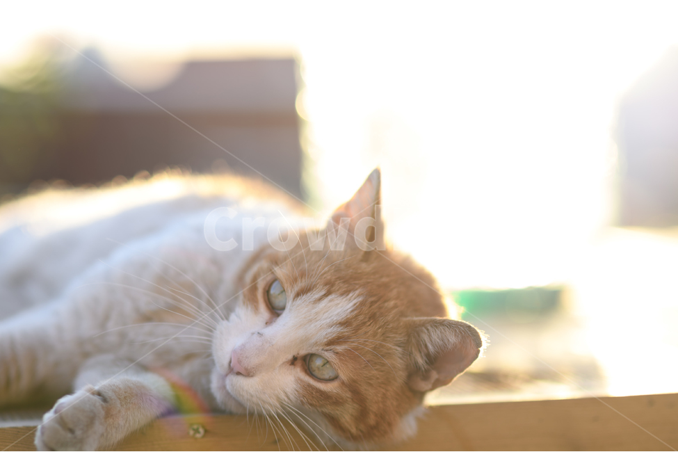 길냥이,오후,동물,도시,휴식,동물,animal,포유류,mammal,고양이,cat,kitten,kitty,휴식,힐링,rest,relaxation,healing