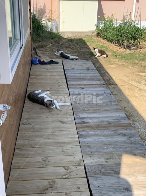 고양이,야옹이,길고양이,귀여움,더움,여름,피서