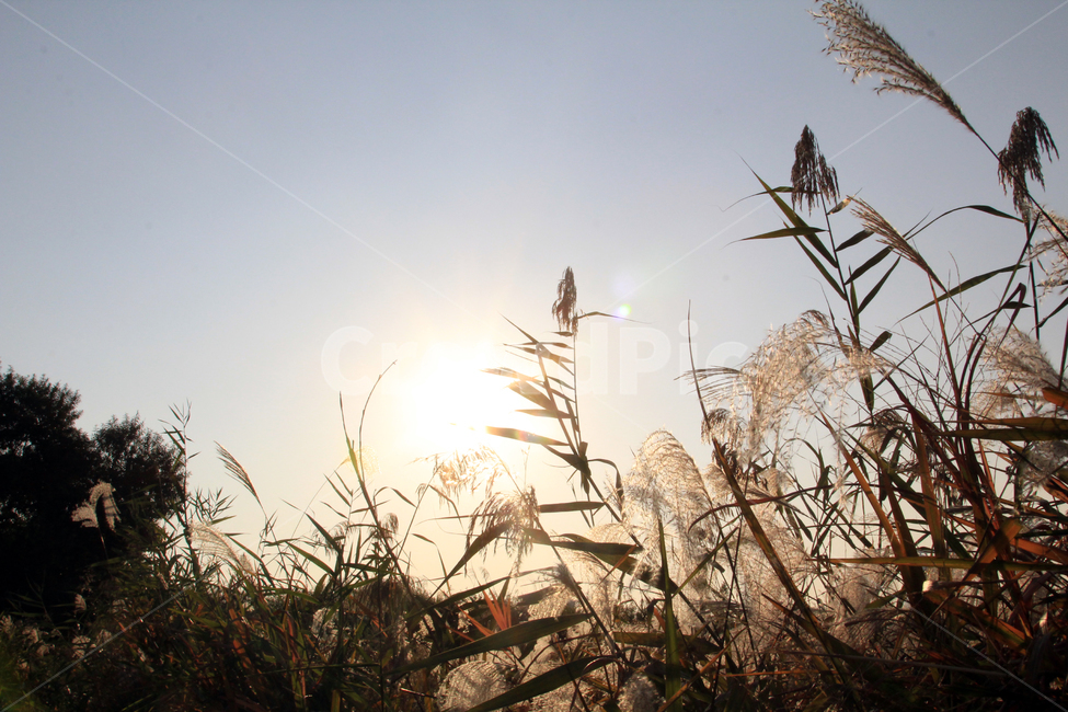 갈대,하늘,가을,reed,sky,blue,fall,가을,계절,fall,autumn,season,자연,풍경,nature,landscape,grass,잔디,plant,식물,lawn